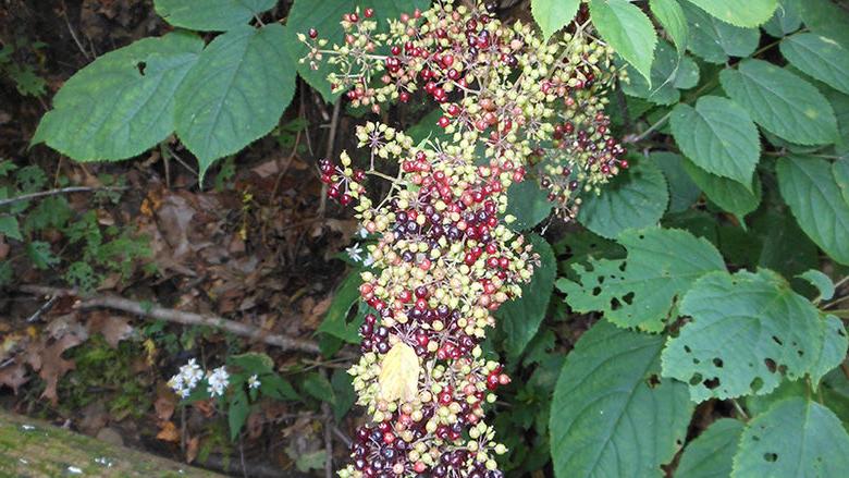 Berries in the woods